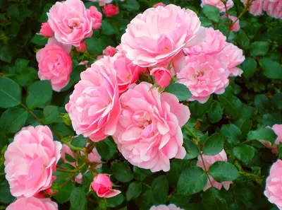 Чайная роза | Розы, Красивые цветы, Красивые розы