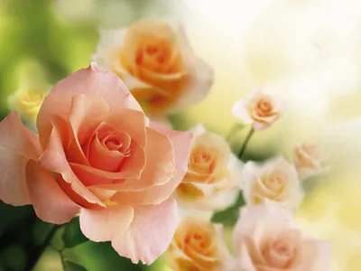 Купить Букет роз \"чайная роза\" в Москве недорого с доставкой
