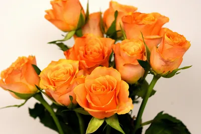 Букет из 25 роз \"Чайные розы\", артикул: 200511 в интернет магазине  EnjoyFlowers.ru ❀ с доставкой по Москве