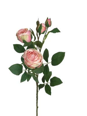 Чайно-гибридные розы: посадка и уход | Интернет-магазин садовых растений