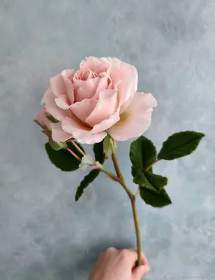 Роза чайная темно-розовая 50.00грн - Купить Чайно-гибридные на Ботанике