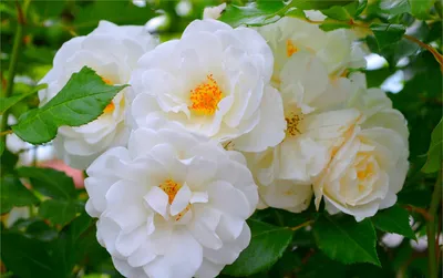 Чайная роза: цветочная композиция по цене 5 788 руб.