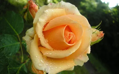 Чайная Роза чайная роза, картина …» — создано в Шедевруме