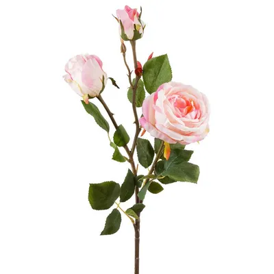 Чайная Роза чайная роза в …» — создано в Шедевруме