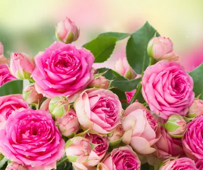 Роза чайная розовая КА17947 купить в Москве по цене 900 руб. в  интернет-магазине Décor of Today