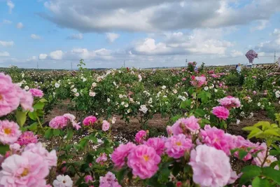 Ветка розы 3 цветка с латексным покрытием чайная роза купить по выгодной  цене в интернет-магазине KALINA