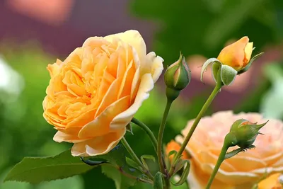 Чайная кустовая роза в коробке, артикул: 333023924, с доставкой в город Сочи