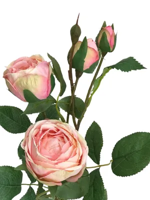 Чайно-гибридные розы: сорта с описанием, фото, отзывы, посадка, уход,  обрезка, выращивание в открытом грунте
