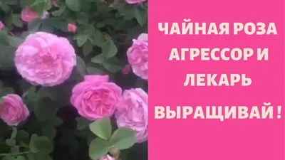 Купить Искусственная роза чайная, 4 головы, кремовый оптом в Украине: цена,  описание, характеристики › Flowers Decor