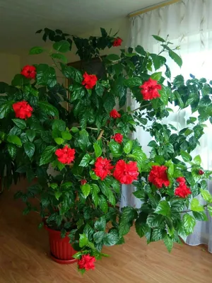 Комнатное растение, Чайная роза, размер 90*90 – купить в Верхней Пышме,  цена 400 руб., продано 8 августа 2018 – Растения и семена