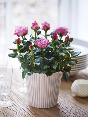 Чайная роза домашний цветок (43 фото) - фото - картинки и рисунки: скачать  бесплатно