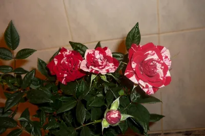 Комнатные розы в горшках - 69 фото