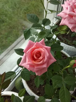 Китайская(чайная )роза ,высота 1,1м-1500руб.и фикус:высота  1,5м-2000руб.обращаться по номеру 89174934094 | Instagram