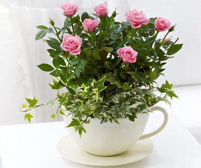 О чайной розе | Украшу жизнь цветами | Дзен