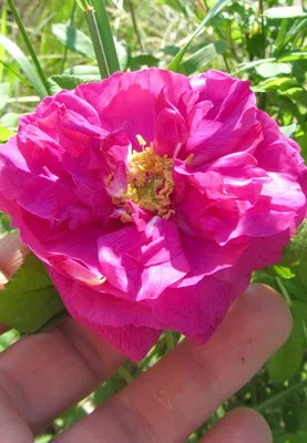 Чайная роза: сорта и виды | Чайные розы, Розы, Цветок