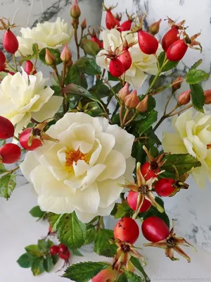 Чайная роза домашний цветок (78 фото) » НА ДАЧЕ ФОТО