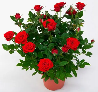 Букет: Чайные розы и шиповник из Холодного фарфора – заказать на Ярмарке  Мастеров – P5CZ2BY | Букеты, Калининград
