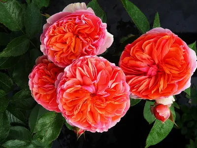 Чайная роза – купить чайную розу в Екатеринбурге