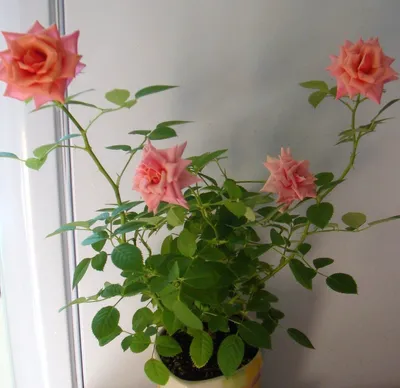 Искусственный Мини-Лотос, искусственный цветок, маленькая чайная роза,  свадебное украшение для дома, искусственный цветок, букет для невесты,  Осенний Декор | AliExpress