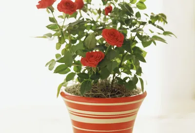 Чайная роза комнатное растение - 82 фото