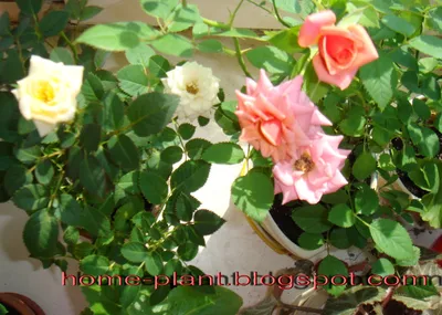 1 букет из 10 искусственных цветов, чайная роза, Шелковый цветок, маленький  букет, искусственные цветы для дома, сада, свадьбы, декор «сделай сам» |  AliExpress
