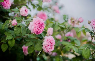 Чайная роза: посадка, уход, сорта и размножение - archidea.com.ua
