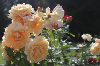 Роза чайная цветок (75 фото) - 75 фото