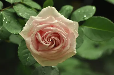 Чайная роза 3D . куст» — создано в Шедевруме
