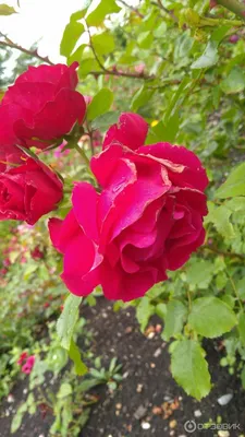 Розы чайно-гибридные и флорибунда: выбираем сорта. Фото