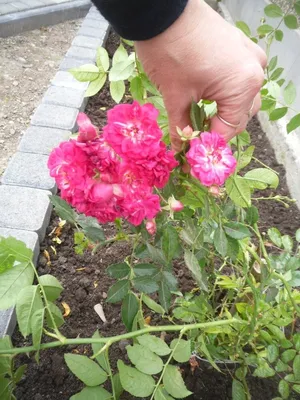 Чайная роза и лаванда родом из Крыма в моём саду - 2 года спустя | Капелька  на даче | Дзен