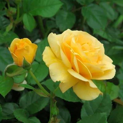 Чайно-гибридные розы — Википедия