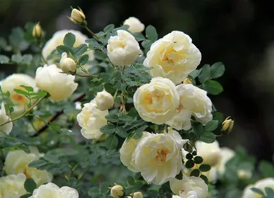 Куст чайной розы. :: Любовь К. – Социальная сеть ФотоКто