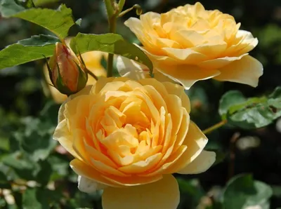 Отзыв о Куст \"Чайная роза\" | \"золотится роза чайная...\" (из песни)