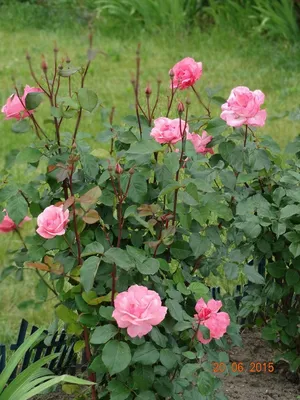 Чайная роза(фото 4) куст с корешками. - Купить по доступной цене 10грн -  лот 85892661 | Кашалот
