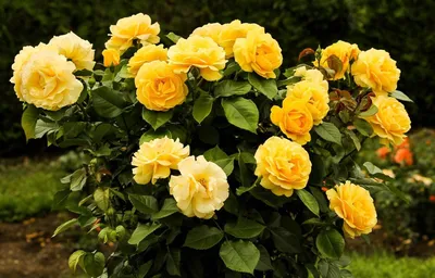 Роза чайно-гибридная сорт \"Беролина\" желтая