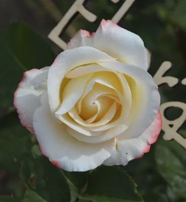 Чайная роза: фото как цветет, уход в саду, почему так называется, как  выглядит, выращивание комнатной дома, посадка