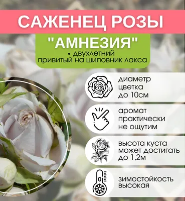 Роза чайно-гибридная Аква: купить в Кадникове - цена 310₽ за 1 шт. -  Доставка Почтой