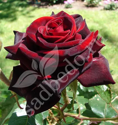 Кустовая роза 60 см купить с доставкой по Томску: цена, фото, отзывы