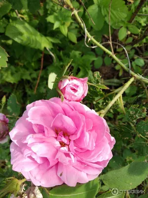 Роза чайно-гибридная Биколет купить по цене цена по запросу от питомника  саженцев и растений Центросад | Фото и консультация по уходу