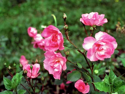Купить саженцы Роза чайная Амнезия с доставкой! | Florali-Flor