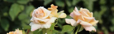 Роза кустовая с мелкими цветами - 79 фото