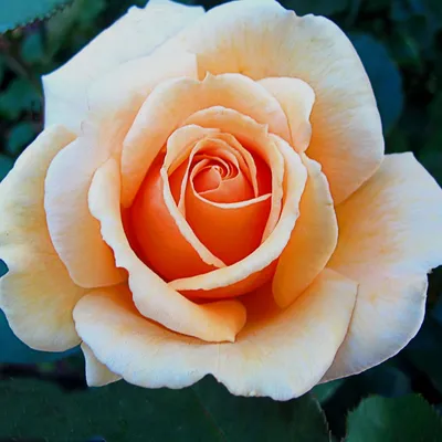 Чайная роза кустовая желтая - красивые фото