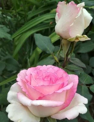 Отзыв о Куст \"Чайная роза\" | Красивые душистые цветы радуют каждое лето