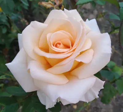 Нежные кустовые розы - 73 фото