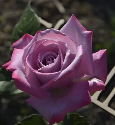 Чайная роза: сорта и виды, уход за растением