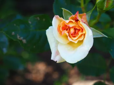 Шарль де Нерво (Charles de Nervaux) купить парковый роза. сорт роз шрабы.  саженцы роз элит. питомник роза саженцы. чайная розы. как посадить розу. роза  куст шрабы. сиреневые розы. купить розы в питомнике.