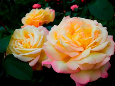 Роза душистая — Википедия