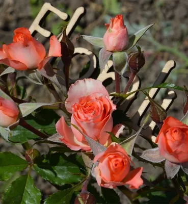 Роза кустовая с мелкими цветами - 79 фото