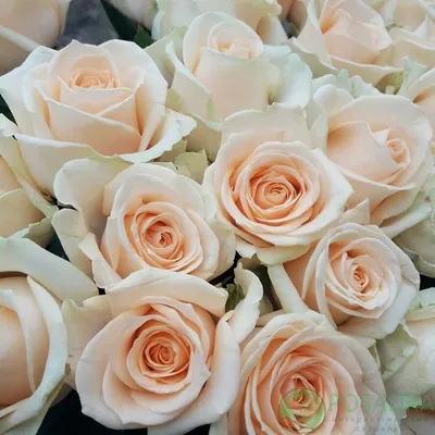 Купить саженцы Роза чайная Парадиз с доставкой! | Florali-Flor