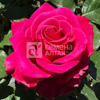 Купить саженцы Роза чайная Шакира с доставкой! | Florali-Flor